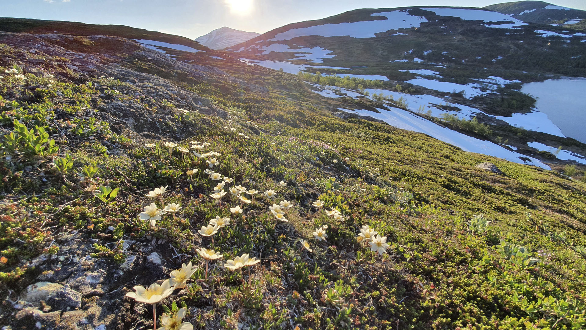 Fotograf: Per-Olov Wikberg Blommor med fjälltopp i bakgrunden